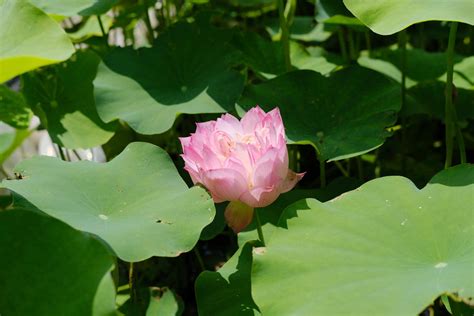 莲花图片风水|以莲花的寓意和象征风水（探索莲花的深层象征与风水。